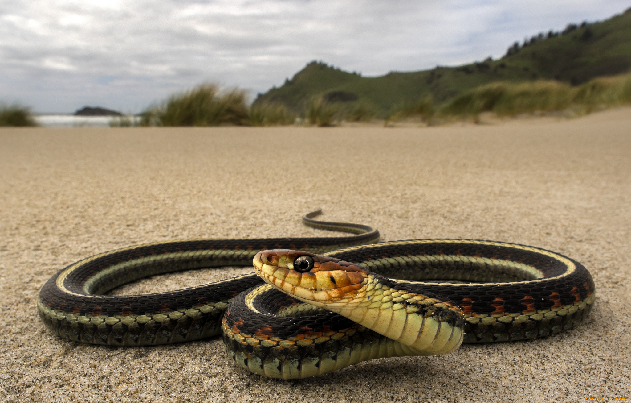 Красивые змеи фото на аватарку